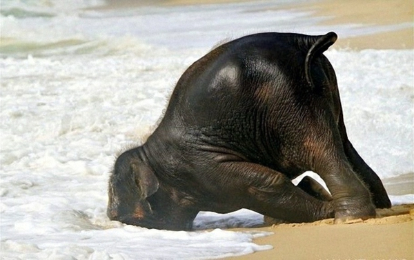 lustiges-foto-vom-baby-elefant-im-wasser