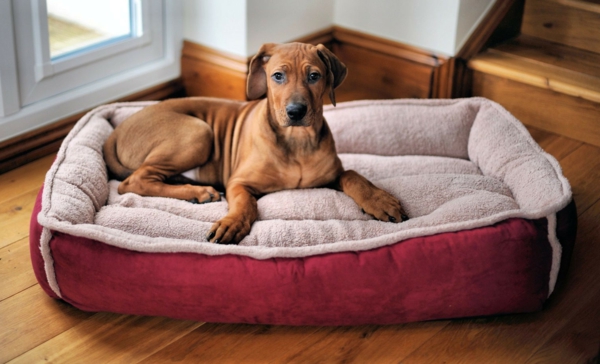 rotes-hundekissen -hundebett-design-sofa-für-ihren-hund-schöne-hundeaccessoires--