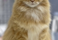 Die sibirische Katze – 30 supersüße Bilder