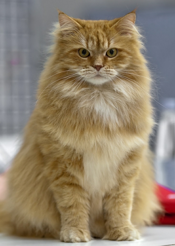 rötlich-braune sibirische Katze