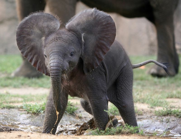 25 süße Bilder vom Baby Elefant! - Archzine.net