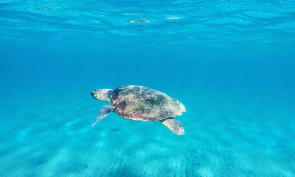 schildkröte-zakynthos-urlaub-griechenland-zakynthos-insel-zakynthos-griechenland