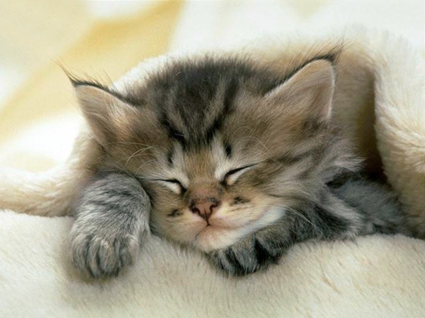 schlafendes-Kätzchen