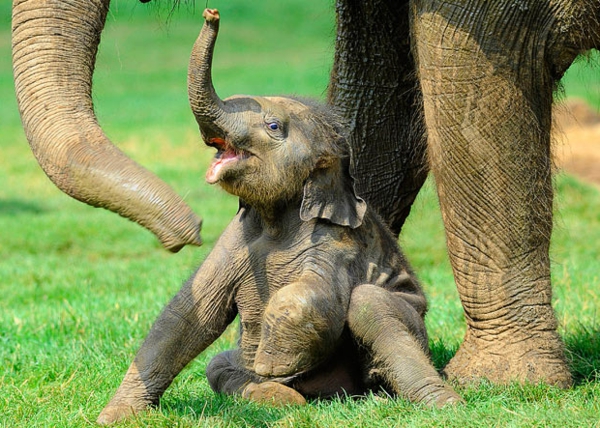 sehr-inspirierendes-bild-vom-baby-elefant-neben-seiner-mutter