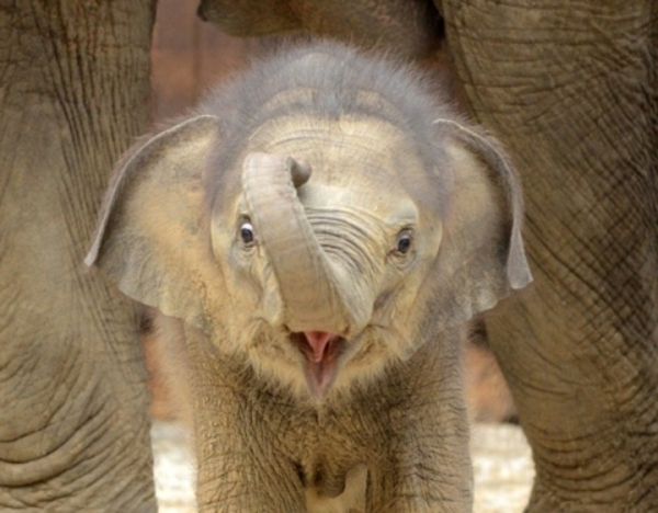 super-süßes-baby-elefant