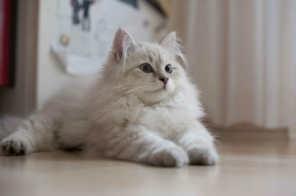 süße-weiße-Katze