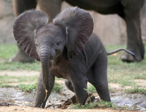 süßes-baby-elefant-mit-großen-ohren