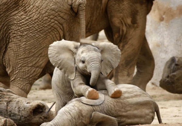 unglaubliches-foto-vom-baby-elefant