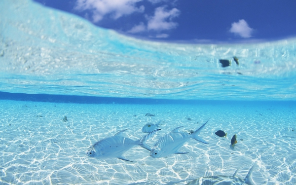 unter-dem-wasser-urlaub-malediven-reisen- malediven-reise-ideen-für-reisen Urlaub auf den Malediven