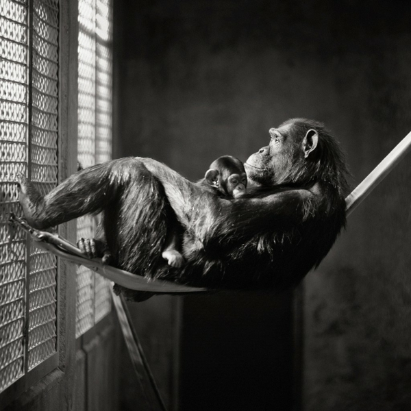 schwarz-weiß-Fotografie-Affen-Hängematte-Gitter