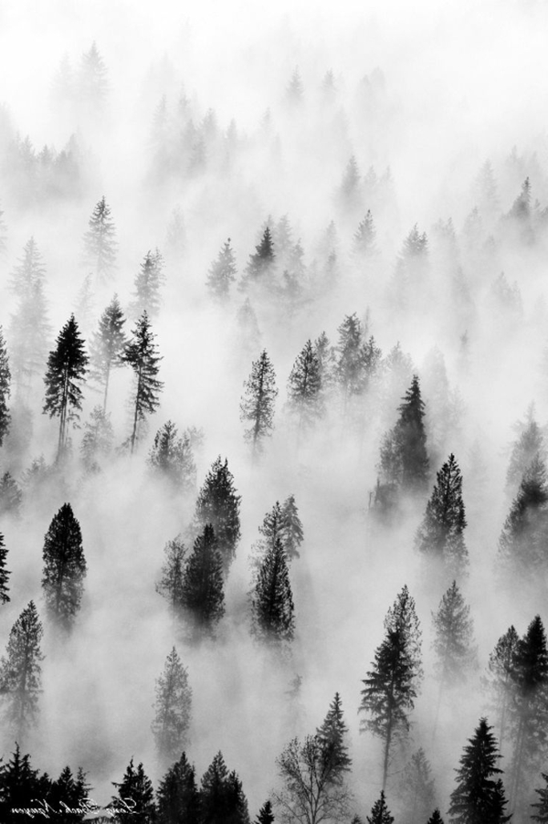 schwarz-weiß-Fotografie-Nebel-Bäume