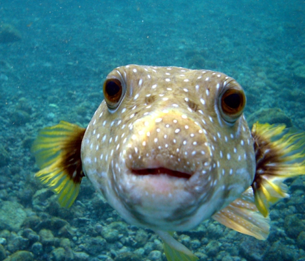 Puffer_Fish_tolle-bilder-von-fischen-erstaunliche-fische-coole-bilder