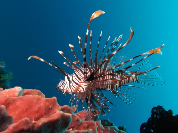 Red_lionfish_tolle-bilder-von-fischen-erstaunliche-fische-coole-bilder