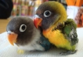 Papageien – 50 unikale Fotos zum Inspirieren!
