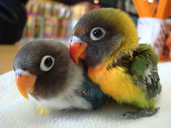 papageien  50 unikale fotos zum inspirieren  archzine