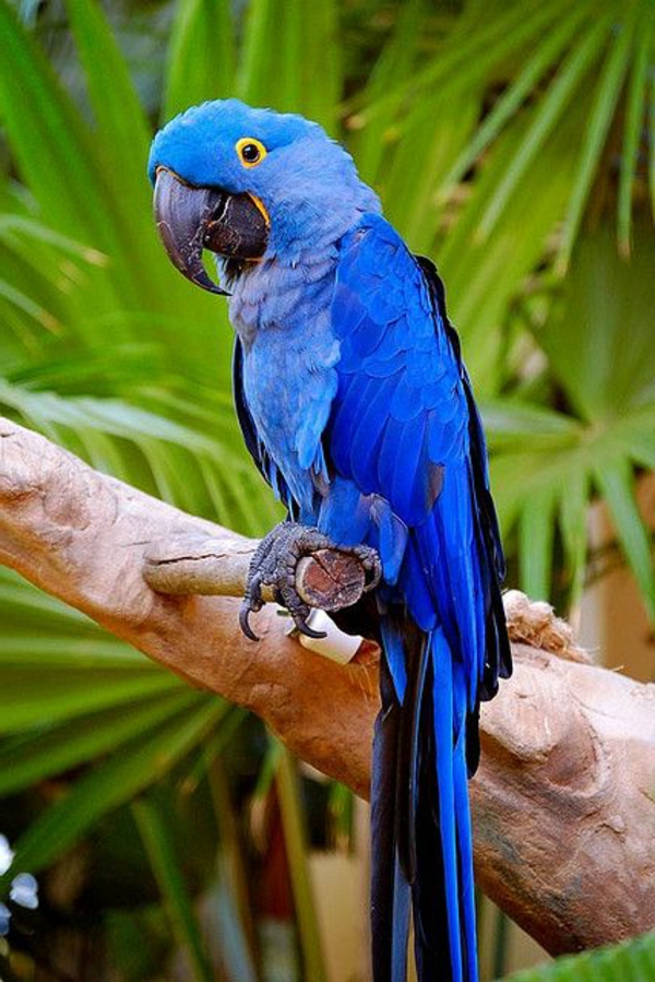 -blauer-papagei-papageien-papagei-bilder-papageien-