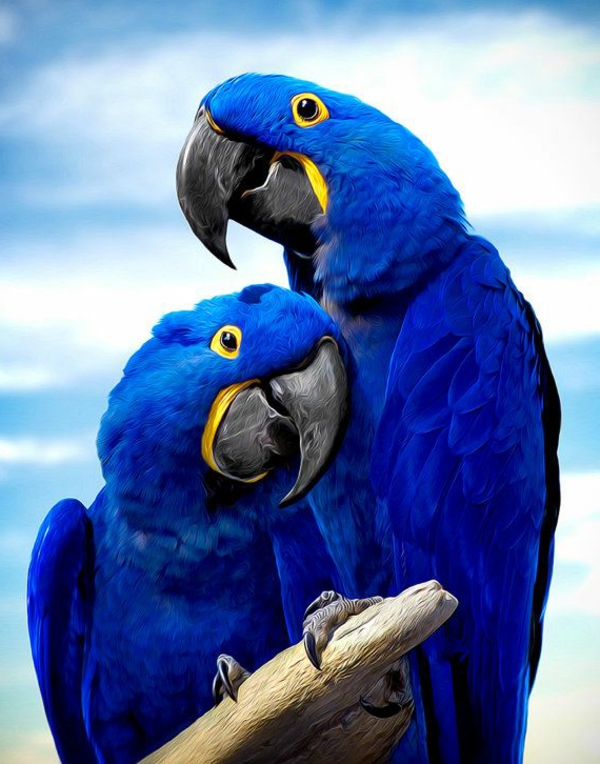 ara papagei  unikale fotografien der bunten vögel