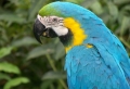 Ara Papagei – unikale Fotografien der bunten Vögel