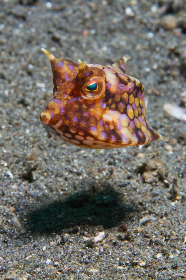 boxfish-tolle-bilder-von-fischen-erstaunliche-fische-coole-bilder