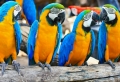 Ara Papagei - unikale Fotografien der bunten Vögel