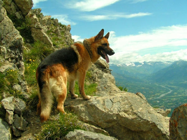 deutscher-Schäferhund-Gebirge