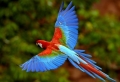 Ara Papagei – unikale Fotografien der bunten Vögel