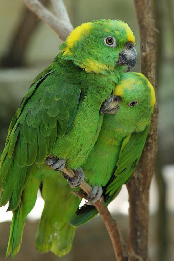 Papageien - 50 unikale Fotos zum Inspirieren! - Archzine.net