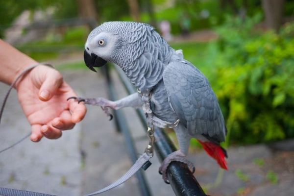 Papageien - 50 unikale Fotos zum Inspirieren! - Archzine.net