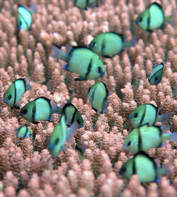 grüne-kleine-fische-tolle-bilder-von-fischen-erstaunliche-fische-coole-bilder