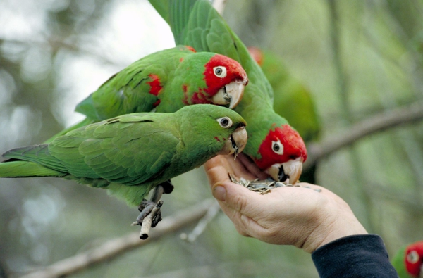 grüner-papagei-bunter-papagei-papagei-bilder-
