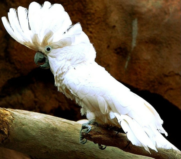 kakadu-weißer-papagei-bilder-papagei-bild