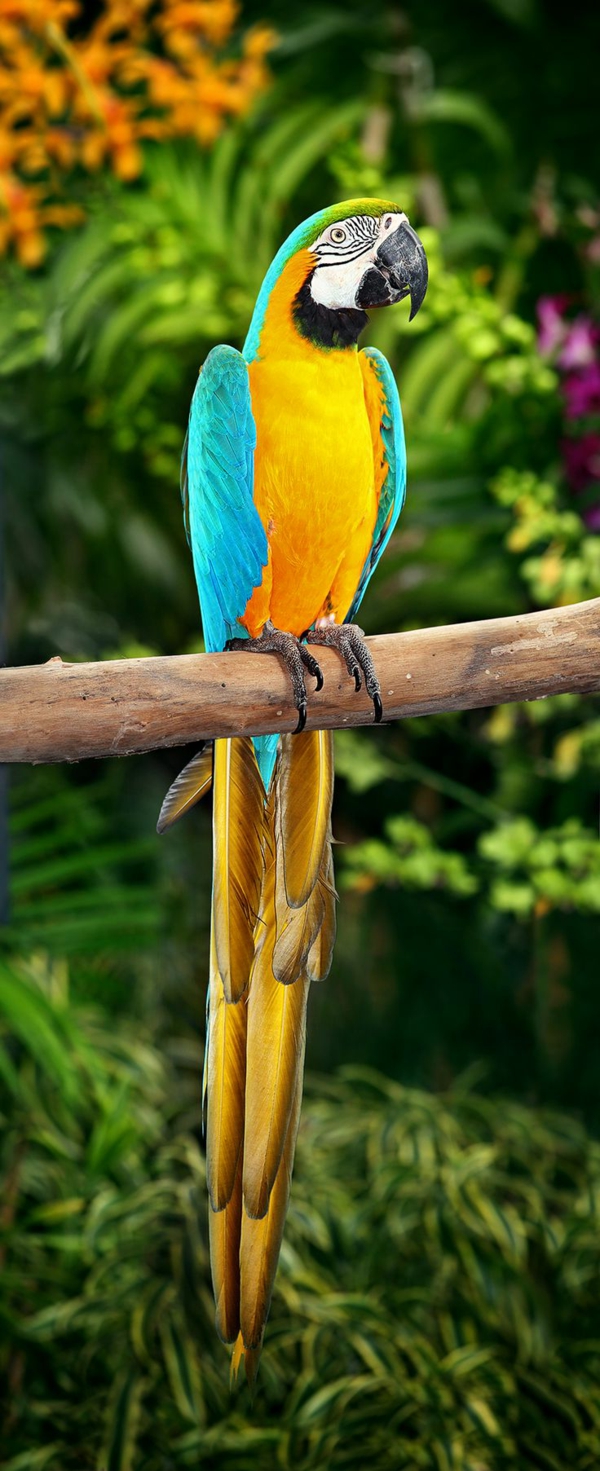 Sch ne Papagei Bilder Ara Papageien Pappagallo Papugi Oiseau Aluxes 
