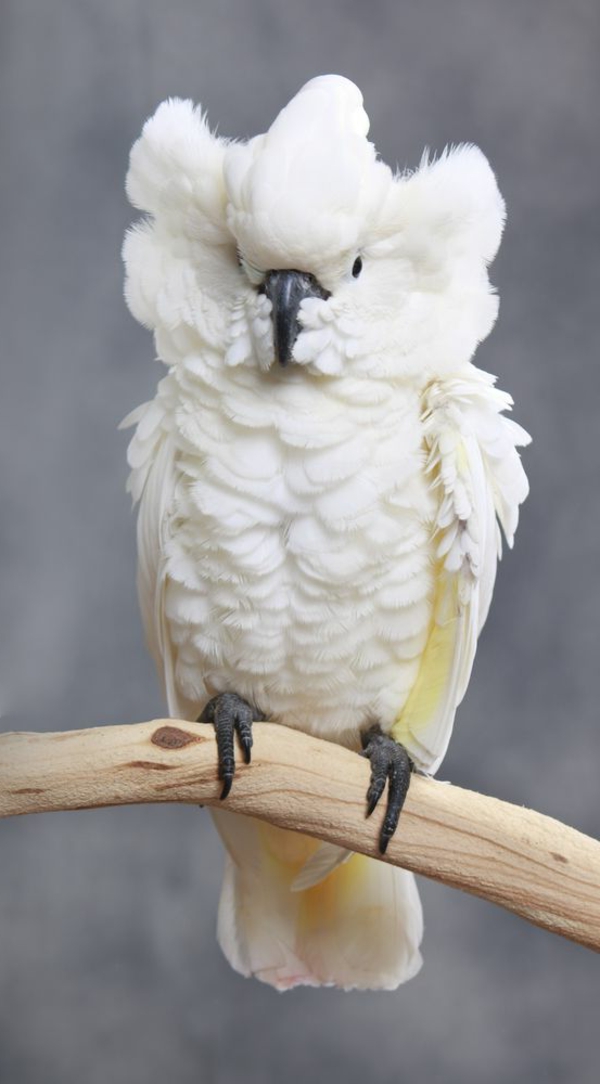 papagei-bilder-kakadu-weiß-