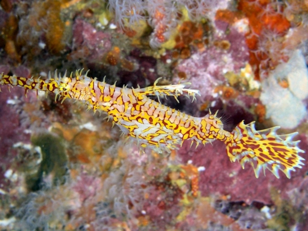 pipefish-tolle-bilder-von-fischen-erstaunliche-fische-coole-bilder