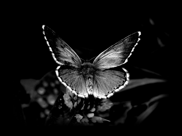 schöner-Schmetterling-schwarzer-Hintergrund