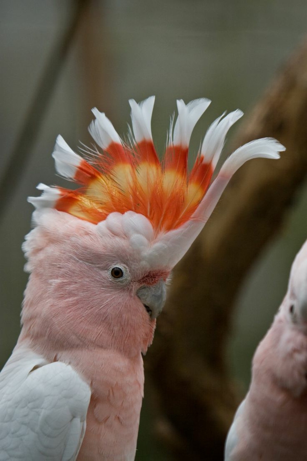 süßer-papagei-rosa-kakadu-papagei-bilder