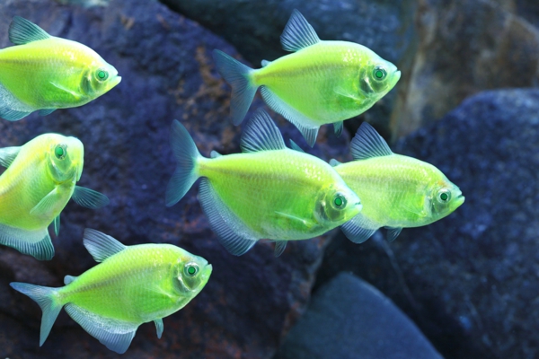 tolle-bilder-von-fischen-erstaunliche-fische-coole-bilder-fluoreszierende-fische