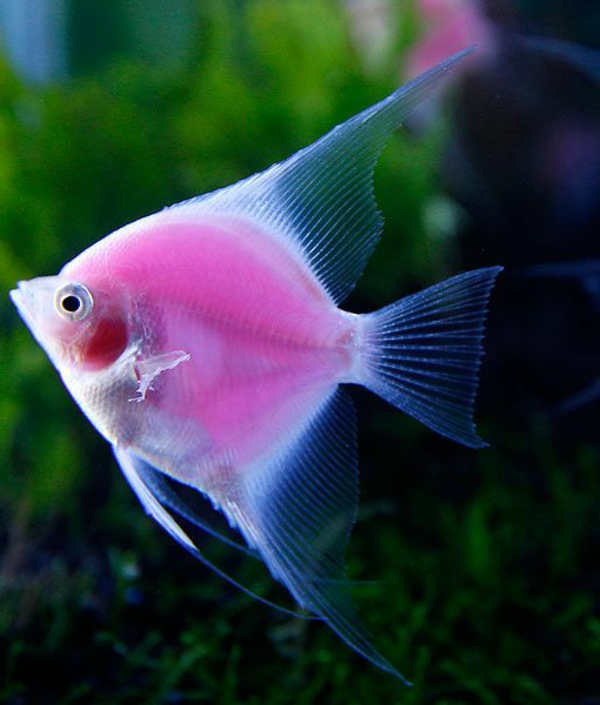 tolle-bilder-von-fischen-erstaunliche-fische-coole-bilder-rosa-fisch