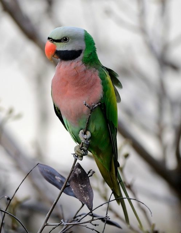 Сливоголовый попугай фото