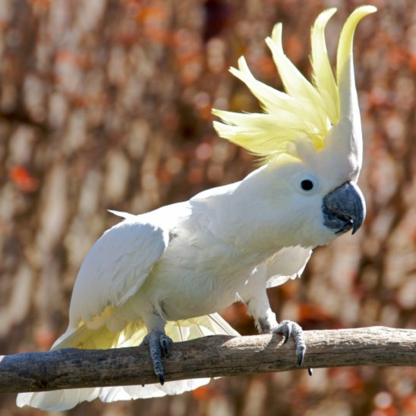 weißer-papagei-kakadu-in-weiß-