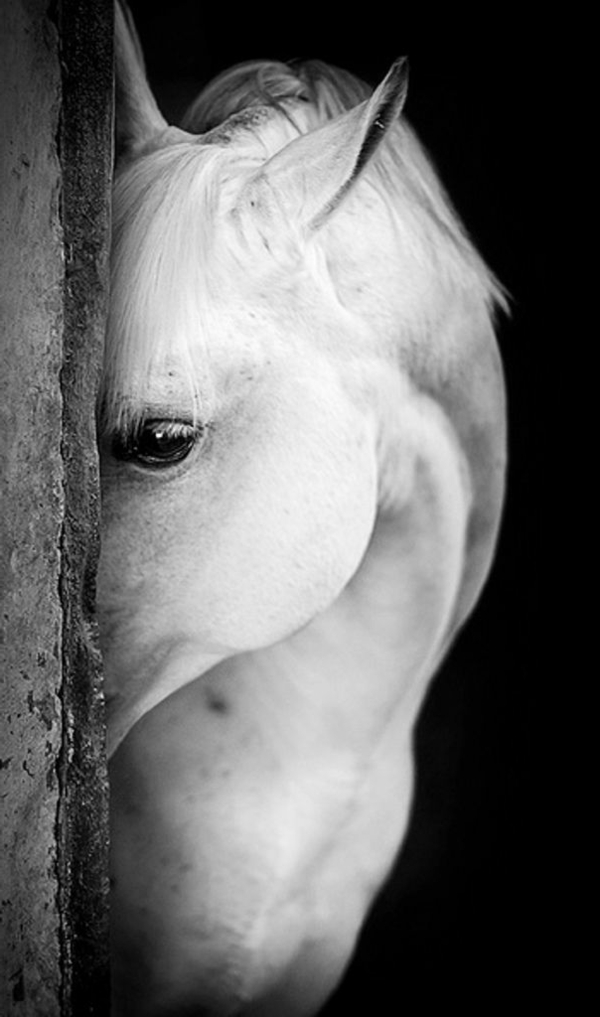 weißes-Pferd-traurige-schwarze-Augen