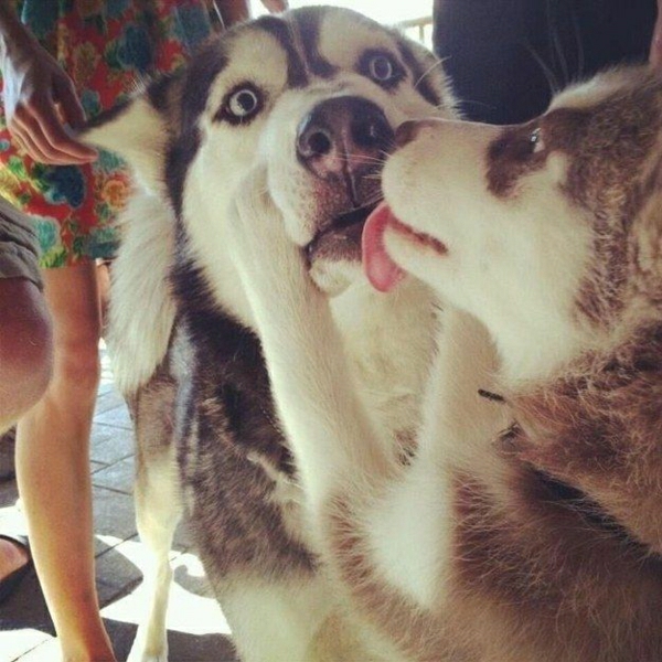 zwei-Schlittenhunde-Kuss-süß