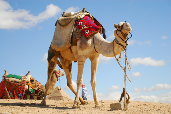 Ägypten-Reise-großes-kamel - blauer himmel