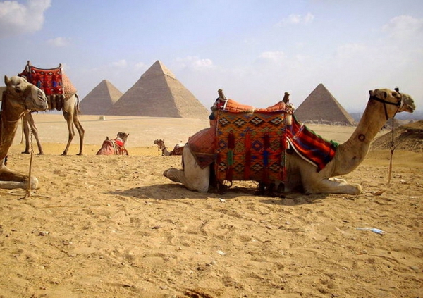 Ägypten-Reise-liegendes-kamel - auf dem sand