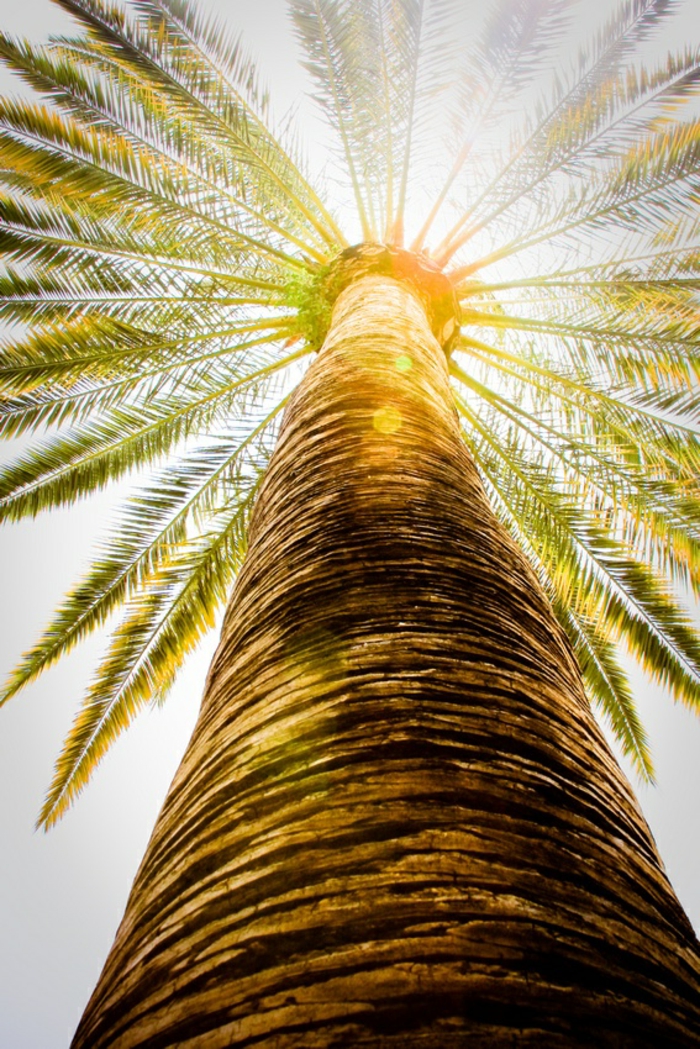 bilder-von-palmen-sehr-schöne-große-palme
