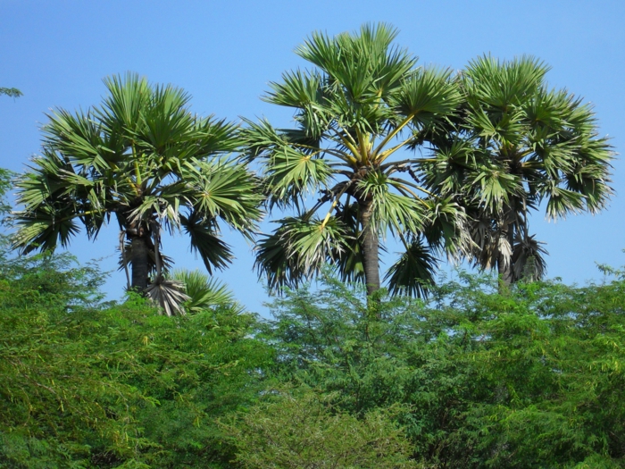 bilder-von-palmen-viele-grüne-pflanzen