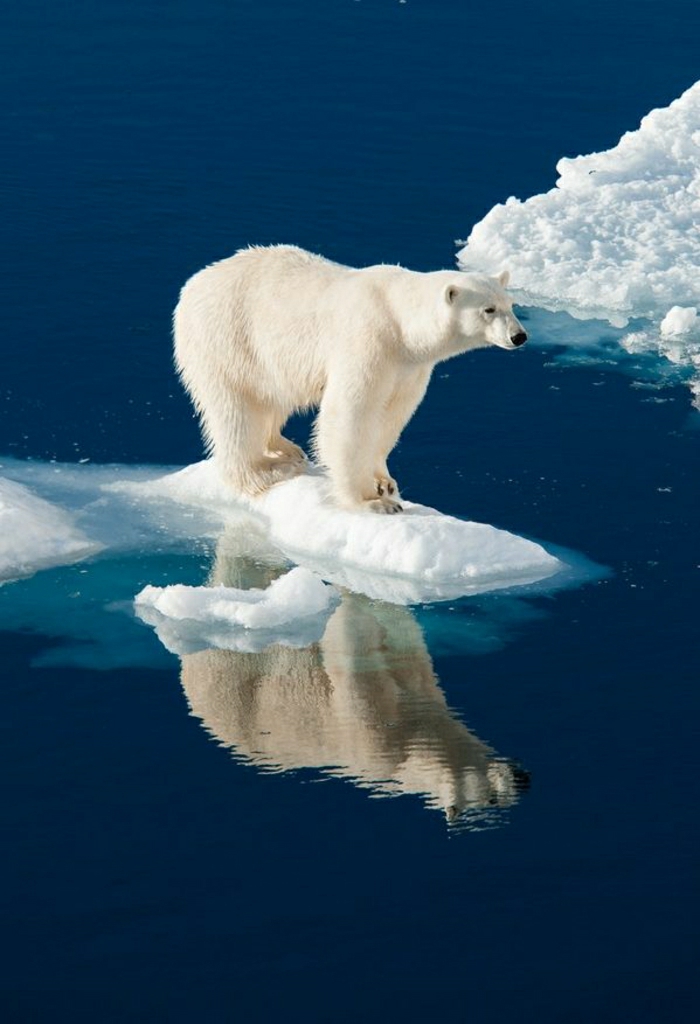 coole-Bilder-Polarbär-Eis
