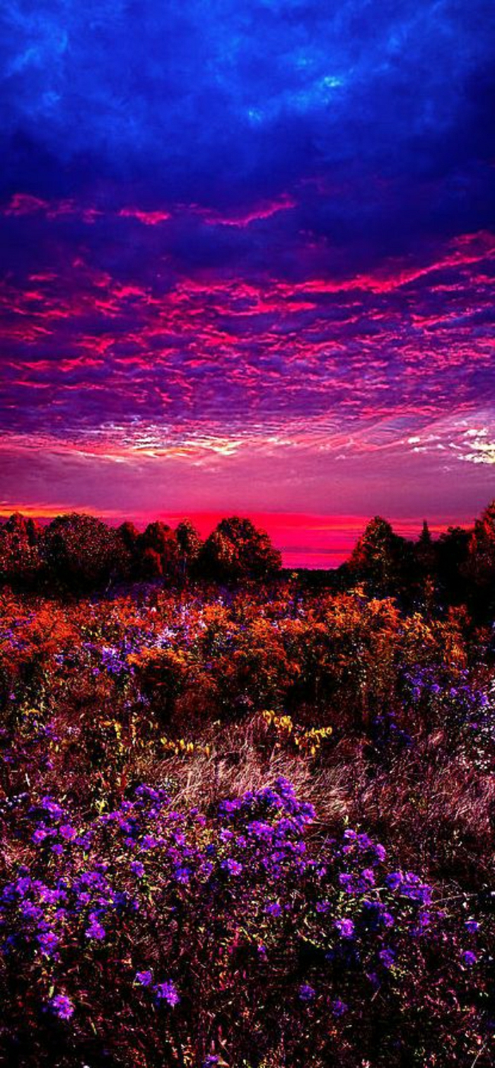 Sonnenuntergang-Foto-schön-romantisch-grelle-Farben-Blumen-Feld