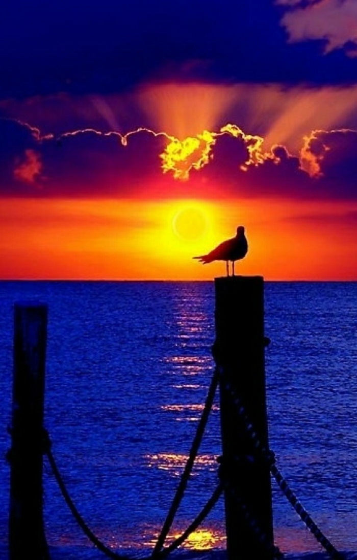 Sonnenuntergang-Wolken-Vogel-Meer
