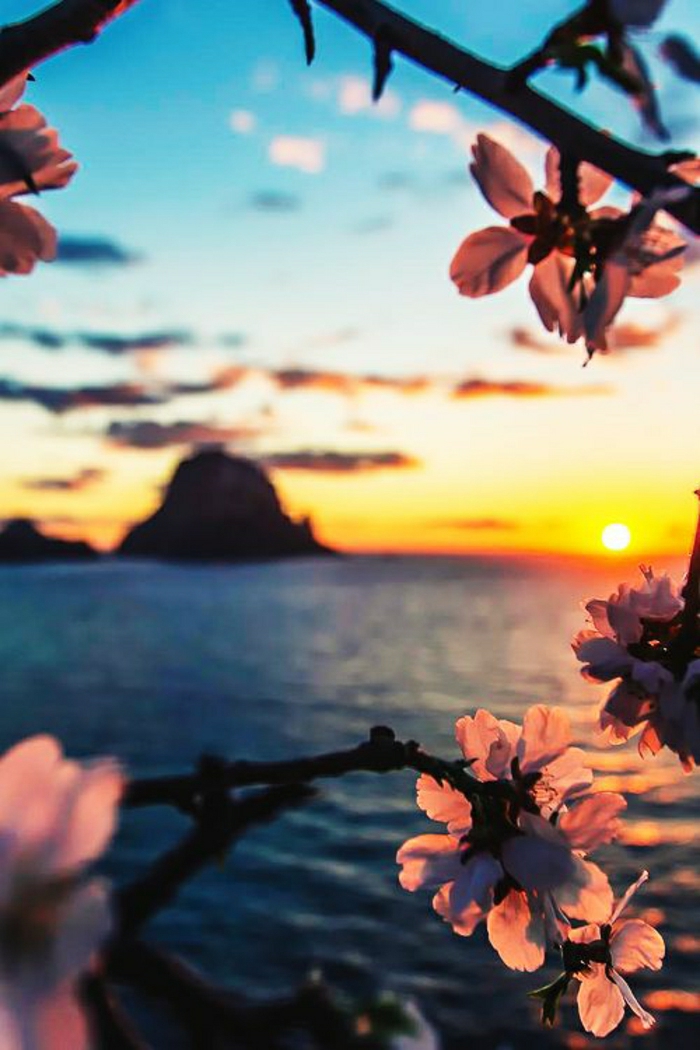Sonnenuntergang-Ibiza-Meer-Mandelblüten